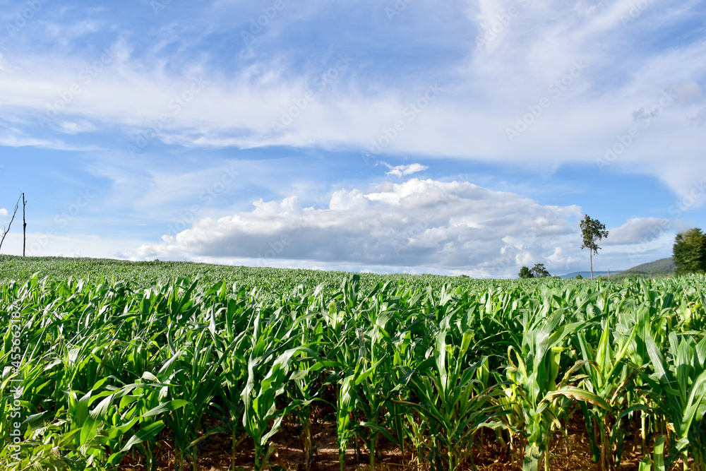 Corn field on the mountain in northern Thailand