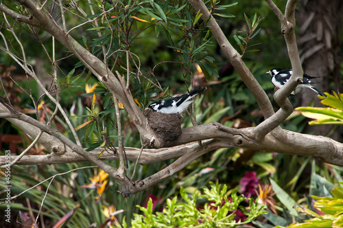 Sydney Australia, Grallina cyanoleuca or magpie-lark sitting on nest in tree with partner nearby photo