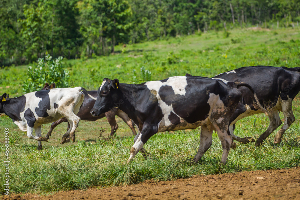 Beautiful landscape with black pied Dairy cows in rural farmland in Thailand Beautiful landscape with black pied Dairy cows in rural farmland in Thailand