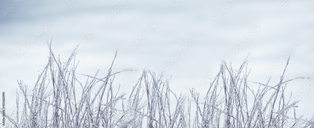 Obraz premium Winter natural background. frozen grass in the ice on the snow. Crystal grass. banner.