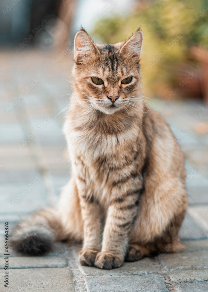 Beautiful braun fluffy wool cat looks at camera on the street. Beautiful braun fluffy wool cat looks at camera on the street.