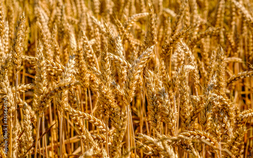 Wheat field close up of golden steems growing in sun. Agriculture concept Wheat field close up of golden steems growing in sun. Agriculture concept