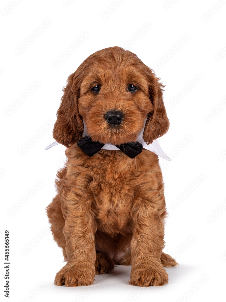 Adorable Cobberdog puppy aka Labradoodle dog, sitting up facing front wearing gala collar and bow tie. Looking straight towards camera. Isolated on a white background. Adorable Cobberdog puppy aka Labradoodle dog, sitting up facing front wearing gala collar and bow tie. Looking straight towards camera. Isolated on a white background.
