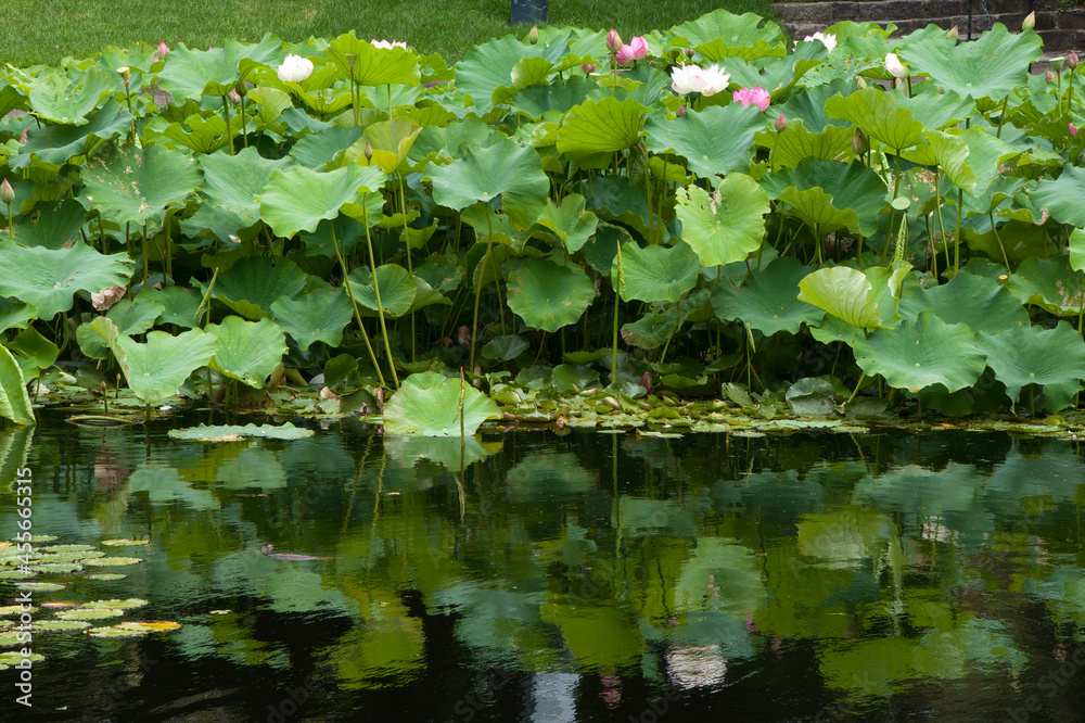 Sydney Australia, pond with flowering lotus plants reflecting in water Sydney Australia, pond with flowering lotus plants reflecting in water