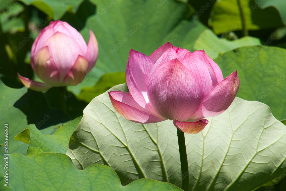 Sydney Australia, pink flower of a nelumbo nucifera, also known as Indian lotus, sacred lotus Sydney Australia, pink flower of a nelumbo nucifera, also known as Indian lotus, sacred lotus