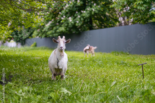 White goat with large horns eats grass in a village meadow. Summer or spring.