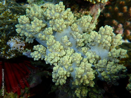 Broccoli coral (Litophyton arboreum) undersea, Red Sea, Egypt, Sharm El Sheikh, Nabq Bay photo