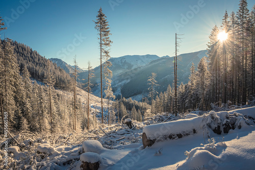 Fototapeta Naklejka Na Ścianę i Meble -  Sunlight over Western Tatra Mountains, Poland. December morning on a hiking trail to Grześ Peak. Majestic mountainscape. Selective focus on the trees, blurred background.