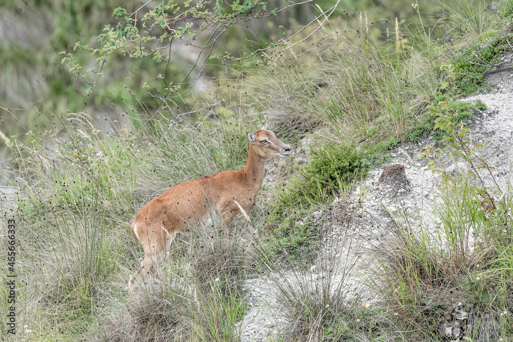 Obraz premium European mouflon female in the grass (Ovis aries musimon)