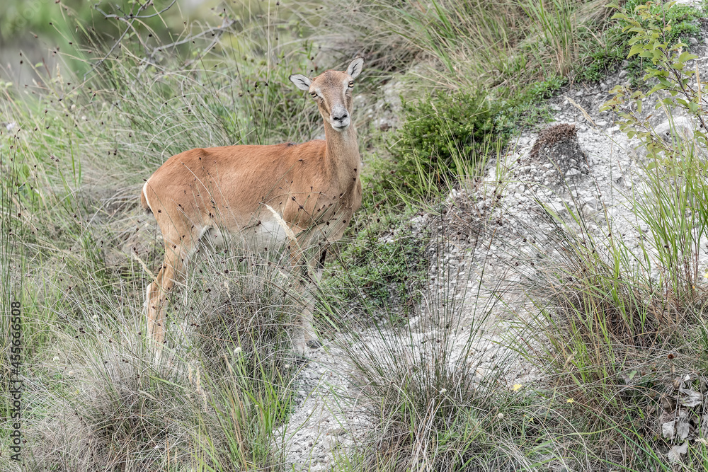 Beautiful portrait of mouflon female in the grass (Ovis aries musimon) Beautiful portrait of mouflon female in the grass (Ovis aries musimon)