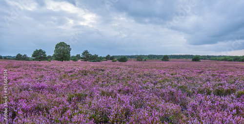 Group of trees in the Lueneburg Heath, in the height of summer, when it shows the beautiful purple color