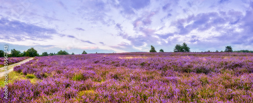 Vivid twilight in the famous purple summer bloom of the Lueneburg Heath, near the Wilseder Mountain, northern Germany