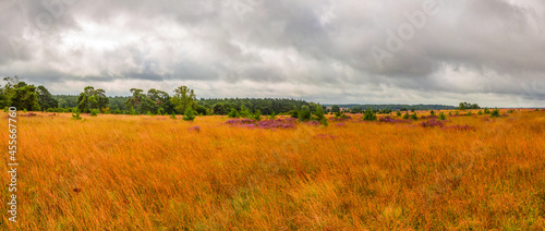 Windy view to the Preising Heath in the Lueneburg Heath with some blooming parts in summer