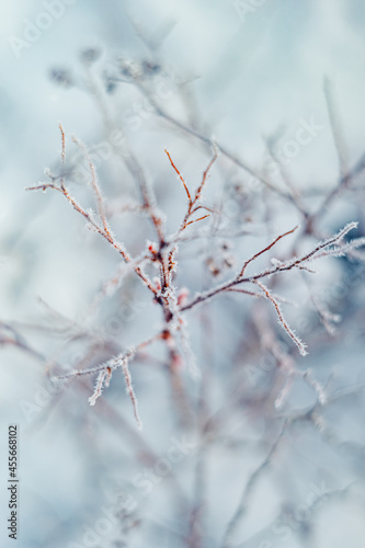 frost winter in garden