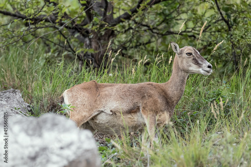 Mouflon female in the woodland (Ovis aries musimon)