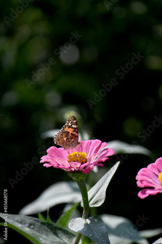 ッマグロヒョウモンチョウと百日草の花