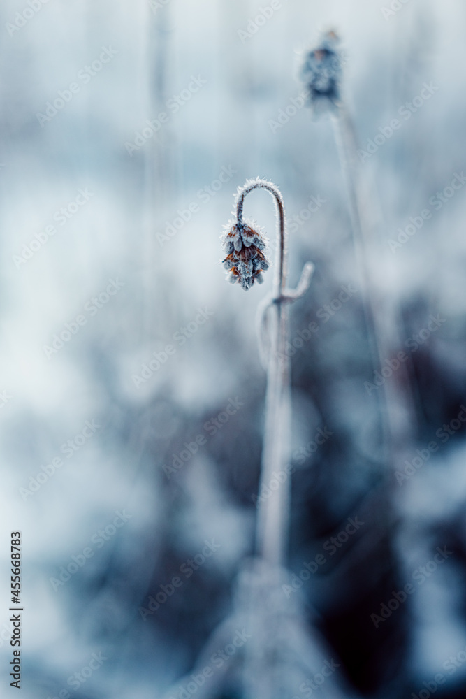 frost winter in garden