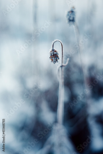 Obraz na płótnie frost winter in garden w salonie