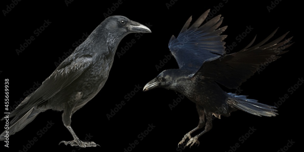 Fototapeta premium ANIMALS STOCK IMAGE BLACK BACK GROUND