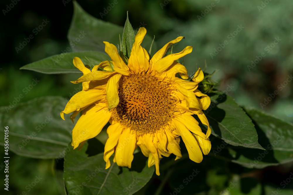 Fototapeta premium Decorative yellow blooming sunflower among green leaves.