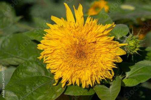 Decorative yellow blooming sunflower among green leaves.