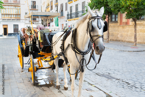 Fotografie Elegant white horse pulling a traditional coach for tourists in Sevilla, Andalucia, Spain