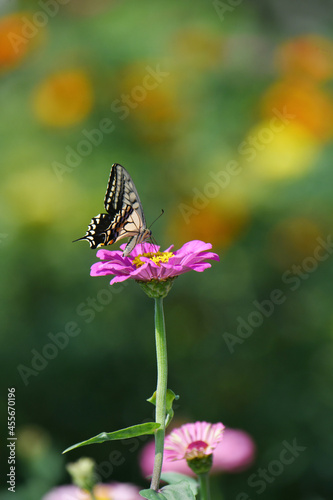 アゲハチョウとジニアの花 © tomo