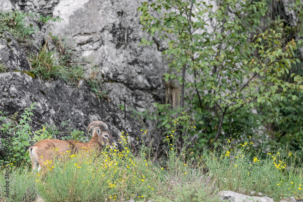 Beautiful portrait of mouflon male among the flowers (Ovis aries musimon) Beautiful portrait of mouflon male among the flowers (Ovis aries musimon)