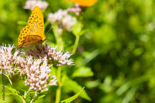 Silver-washed fritillary butterfly in natural environment, National park Slovensky raj, Slovakia