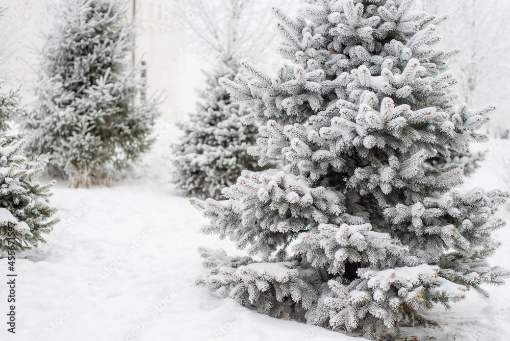Fototapeta premium Fluffy snow lies on a Christmas tree in the park in winter