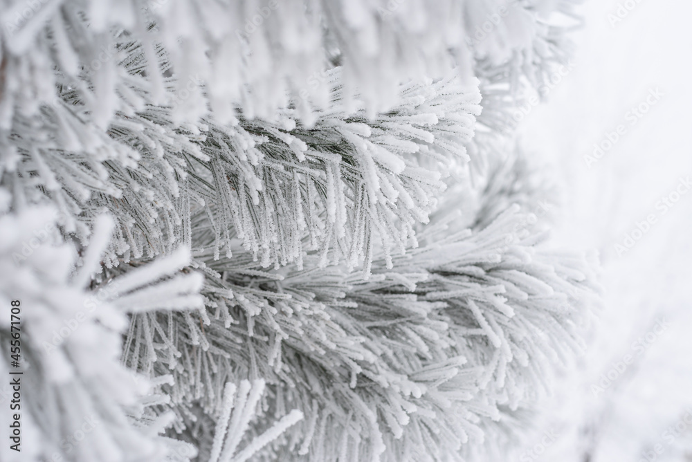 A pine paw is covered with fluffy snow in winter. A pine paw is covered with fluffy snow in winter.