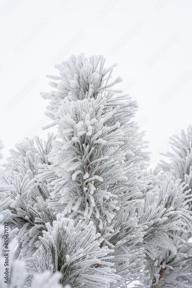 A pine paw is covered with fluffy snow in winter.