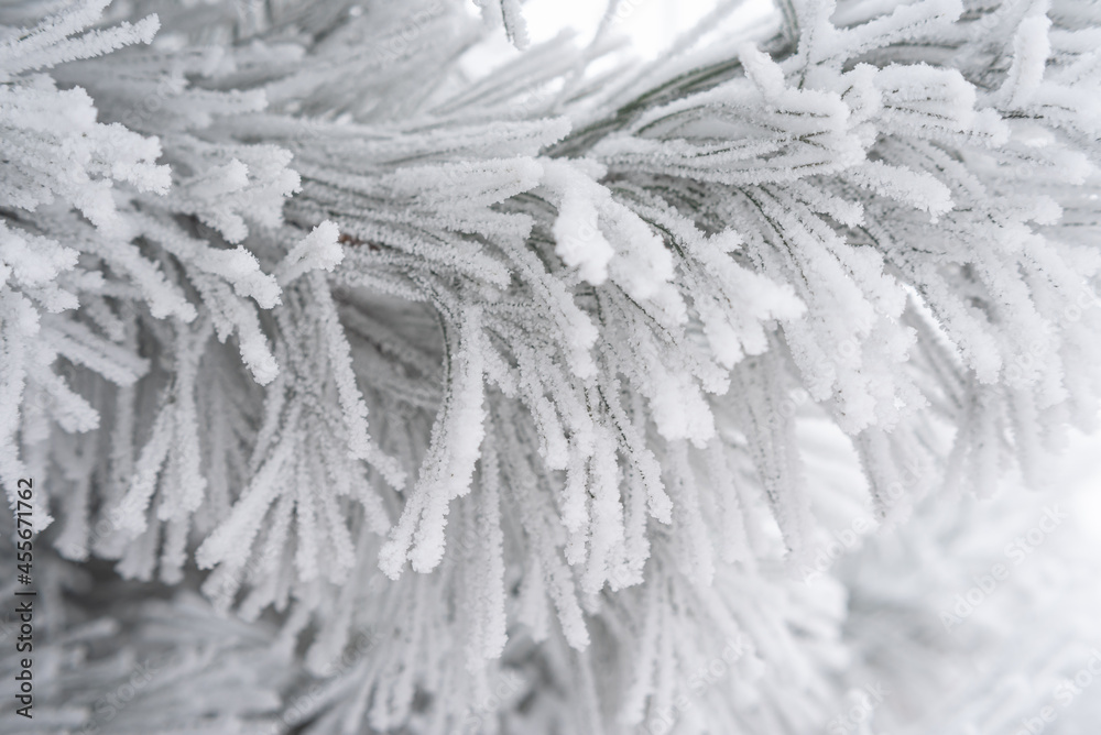 Coniferous pine needles covered with fluffy snow. Macro Coniferous pine needles covered with fluffy snow. Macro