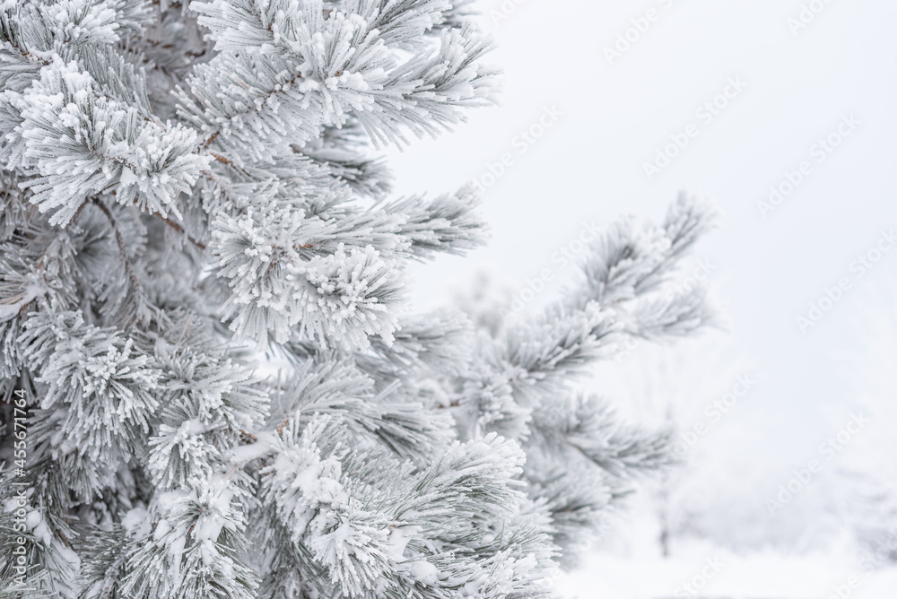 Coniferous pine needles covered with fluffy snow. Macro
