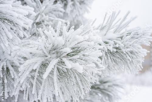 Pine branches and needles are covered with fluffy snow. Macro