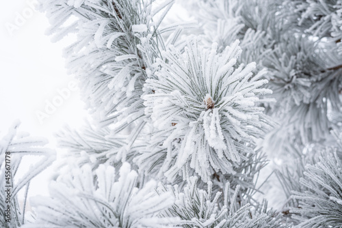Spruce branches are covered with fluffy snow. Macro