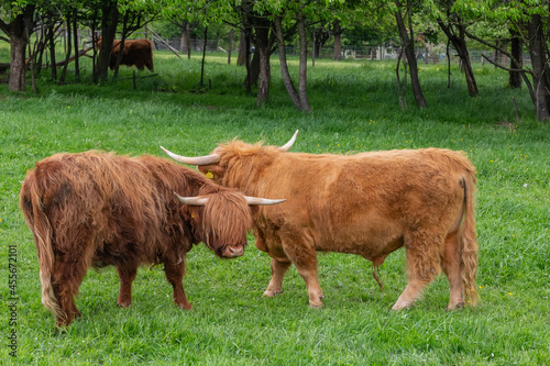 cows on a meadow in rural german landscape