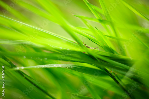 Grasshopper in green grass after rain close up