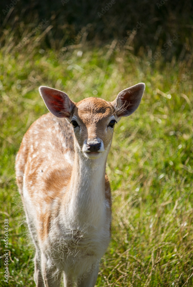 Young female fallow dear at black forest, Germany Young female fallow dear at black forest, Germany