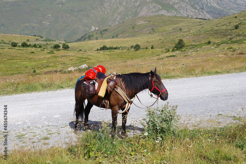 Cheval castillonnais sellé et bâté devant les Pyrénées Cheval castillonnais sellé et bâté devant les Pyrénées