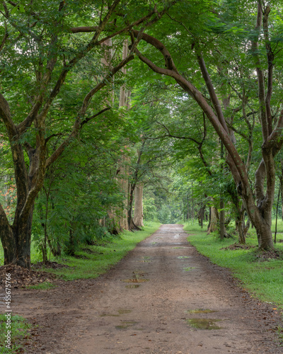 Scenic morning landscape view of path in a park with beautiful arching trees, Mae Taeng, Chiang Mai, Thailand