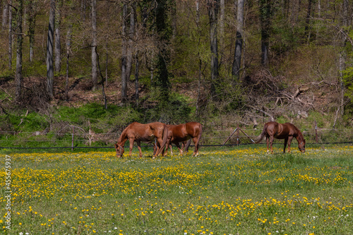 equestrian sport, horses on a paddock eating grass and relaxing in the sun