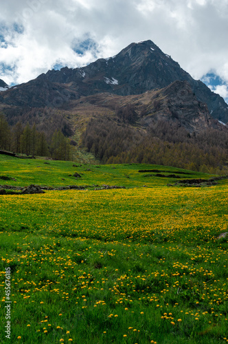 Green meadow with bright yellow flower in Valle D'Aosta mountains in the trail Monte Rosa Randò