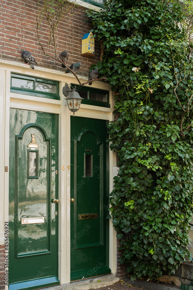 Naklejka premium house with green plants in the old district of Amsterdam 