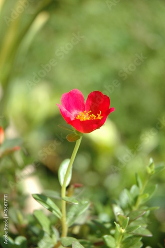 Red flowers on a blurry green enchanted scene