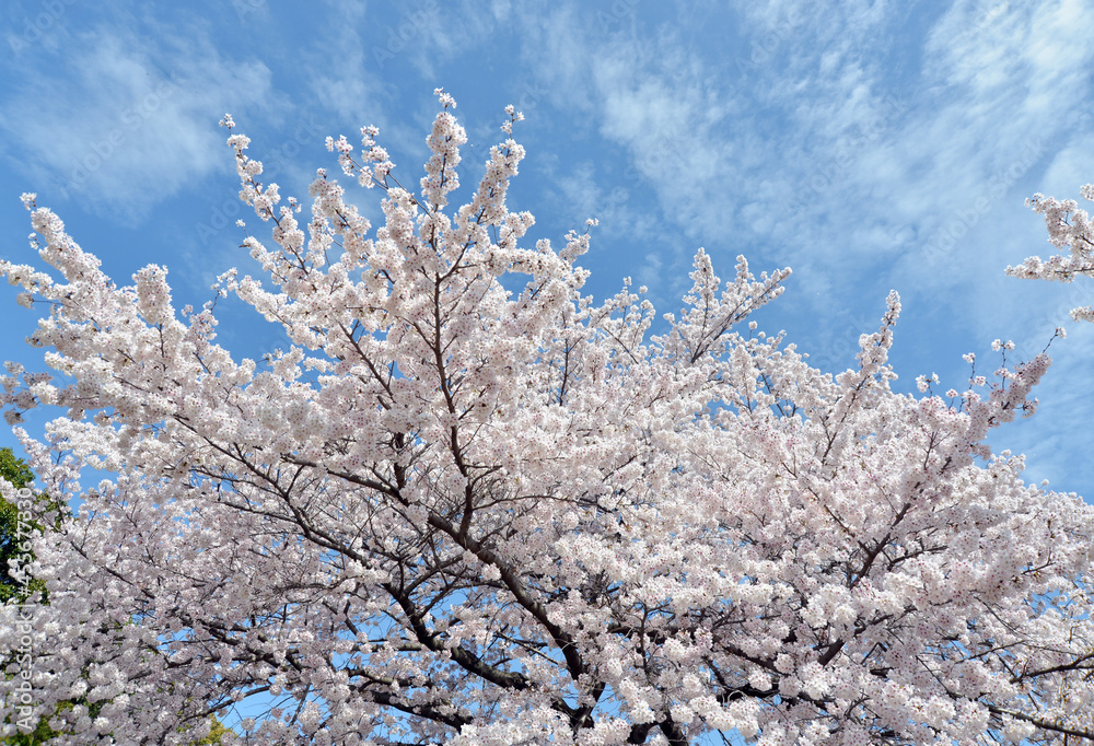 満開の桜