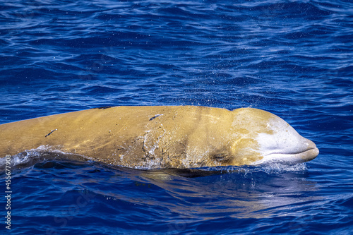 Rare Cuvier Goose Beaked whale dolphin Ziphius cavirostris photo