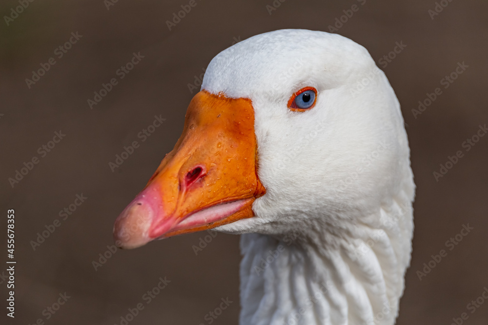 close up of a free wildlife goose bird 