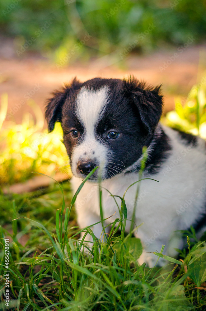 Little puppy in the grass