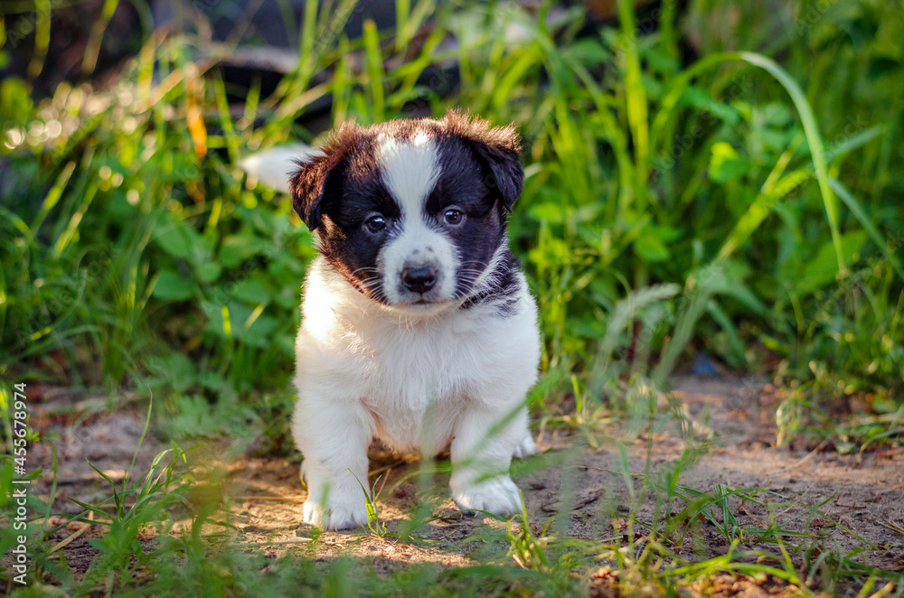 Little puppy in the grass Little puppy in the grass